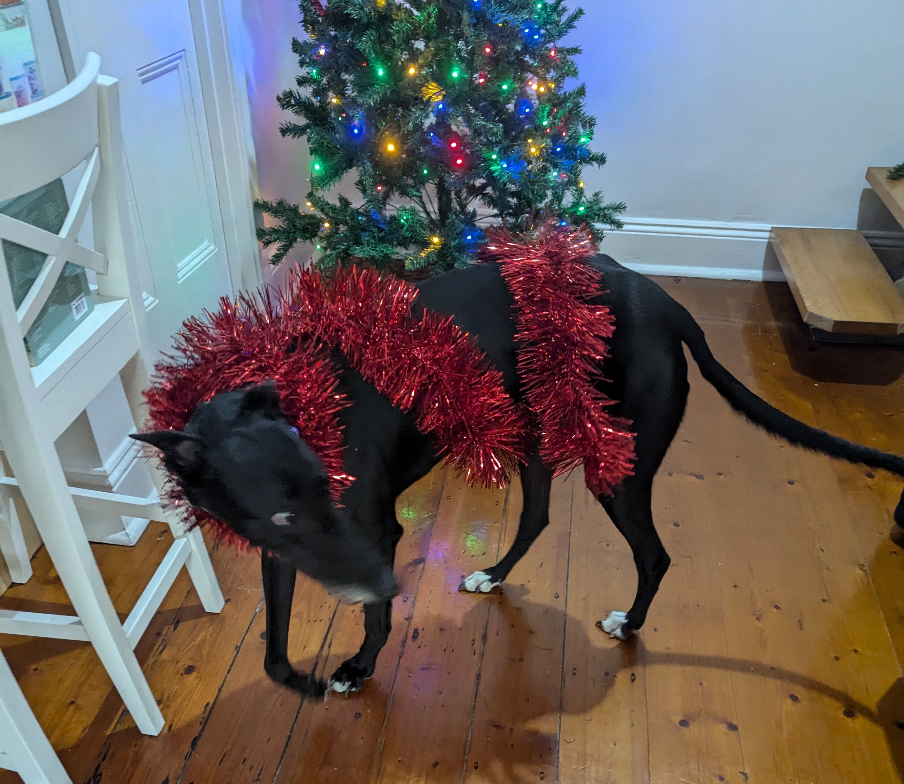 Nacho at Christmas 2